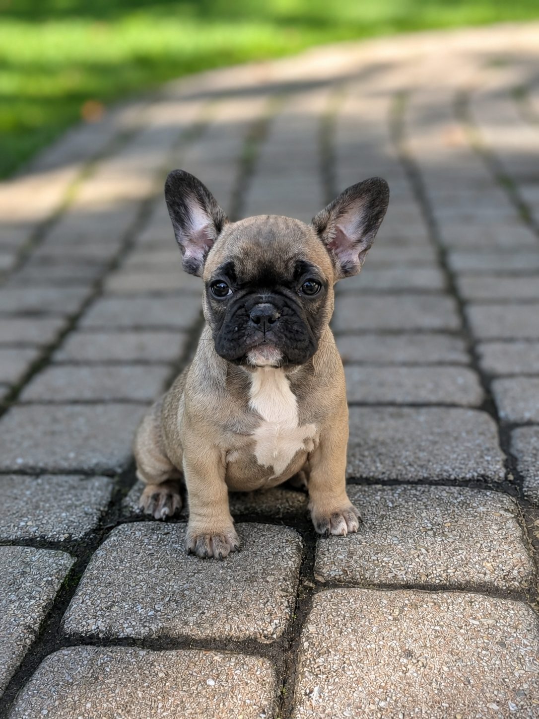 Toffee, a black mask sable French Bulldog puppy