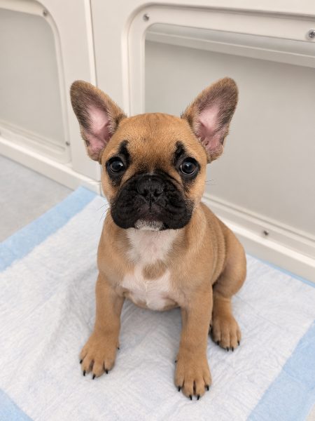 Waffles, a black mask fawn French Bulldog puppy